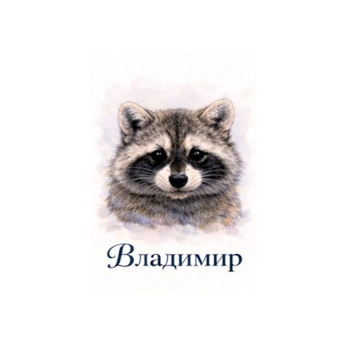 Енот Владимир.jpg — Картинки для брелков / Разное, обои скачать бесплатно