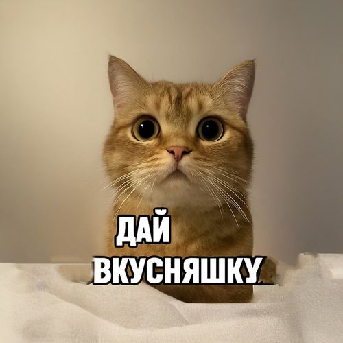 Кот Дай Вкусняшку.jpg — Картинки для брелков / Разное, 2072×2072, обои скачать бесплатно