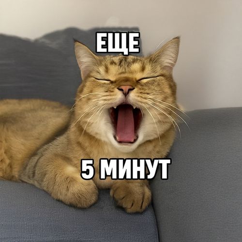 Кот Еще Пять.jpg — Картинки для брелков / Разное, 2072×2072, обои скачать бесплатно