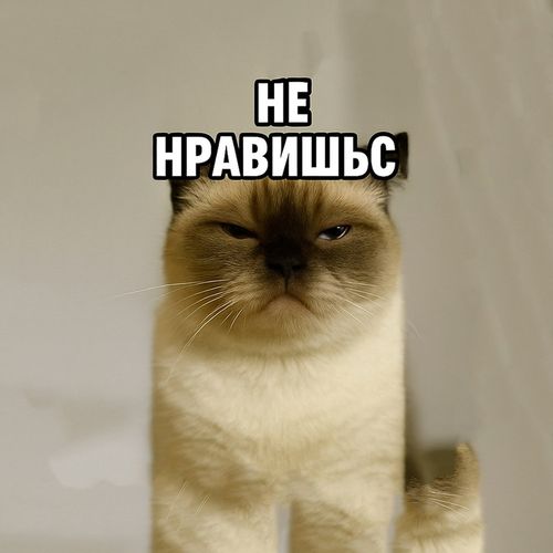 Кот Недоволен.jpg — Картинки для брелков / Разное, 2072×2072, обои скачать бесплатно