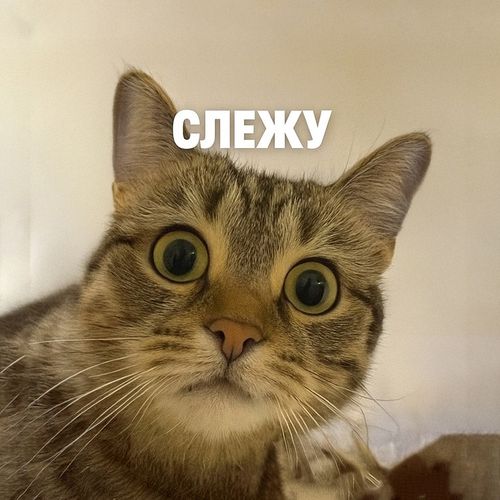 Кот Слежу.jpg — Картинки для брелков / Разное, 2072×2072, обои скачать бесплатно