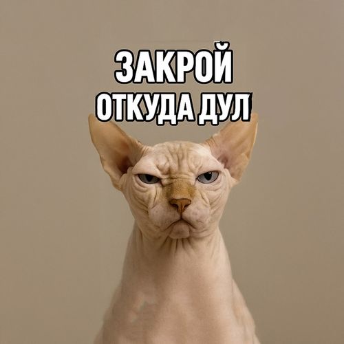 Кот Сфинкс Хмурый.jpg — Картинки для брелков / Разное, 2072×2072, обои скачать бесплатно