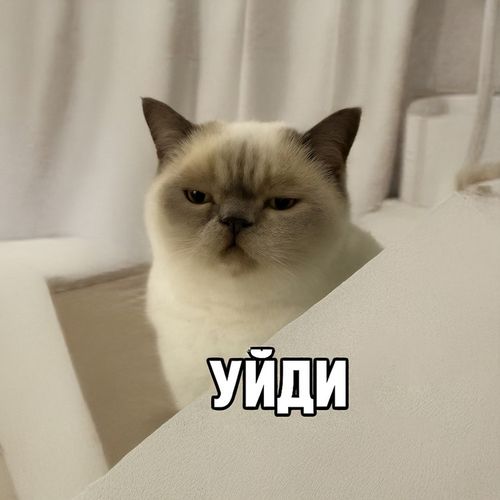 Кот Уйди.jpg — Картинки для брелков / Разное, 2072×2072, обои скачать бесплатно
