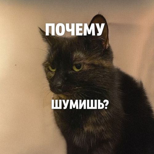 Кот Шумишь.jpg — Картинки для брелков / Разное, 2072×2072, обои скачать бесплатно